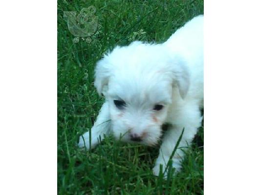 Pomeranian καθαροαιμα Αθηνα-Θεσσαλονικη-Νησια dogsmania.gr 6979314054...